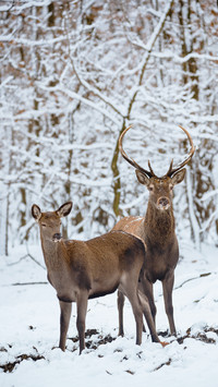 Cute animals-03
