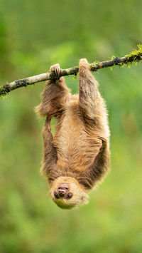 Laziest animal of sloth 2
