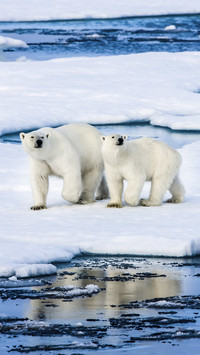 Polar survivors