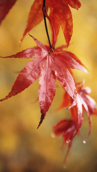 Multiple shooting methods for a leaf 0
