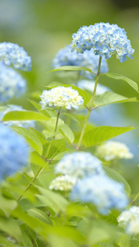 绣球花代表着希望
