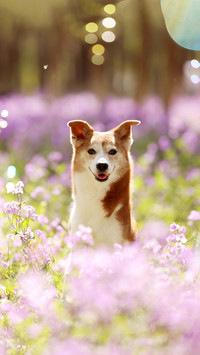 How pets are safe during the spring festival