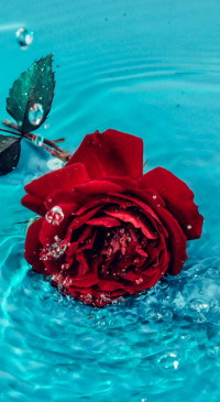 Red Roses (15)