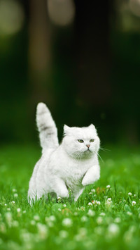 A British Shorthair Cat Running in Summer