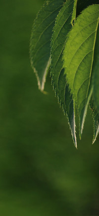护眼植物壁纸-锐景创意