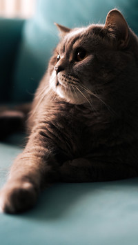 Lying on the blue sofa