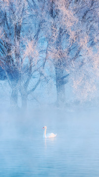 The highest level of heavy fog appears at the end of the