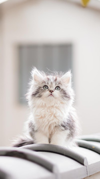 屋顶上的猫咪