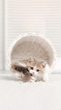 A Small Kitten Lying In A White Basket