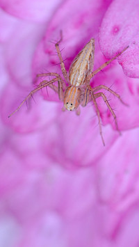 Spider by Rivu Gayen