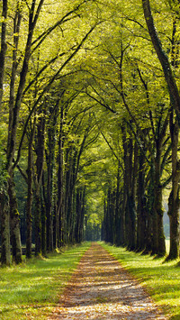 Green forest trails