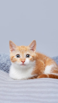 Kitten on plain coloured backgrounds