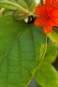 Close up macro.jpg