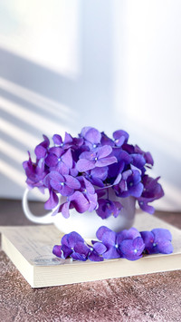 Hydrangea is one of the most popular ornamental flowers