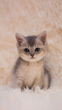 猫不爱洗澡怎么办