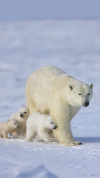 Polar bears also need to hibernate 04