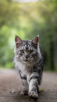 A cat becomes wellbehaved when its nape is pinched
