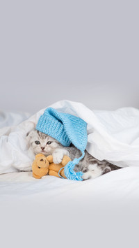 小猫也有它的阿贝贝