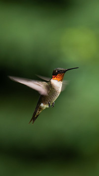 How do hummingbirds hover in the air