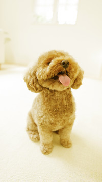 “泰迪熊式” 贵宾犬