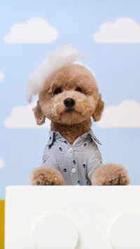“泰迪熊式” 贵宾犬