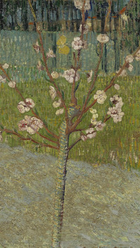 AlmondTreeinBlossom