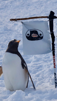 Penguins on the snow