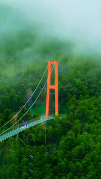 Where is the hometown of bamboo