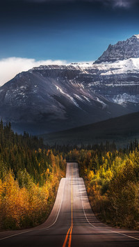 Through the autumn forest