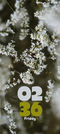 Tree Blossoms