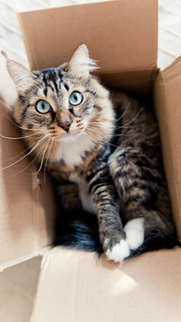 震惊猫猫脸-锐景创意