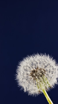 Spring scenery-06