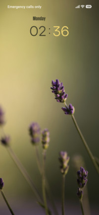 Lavender