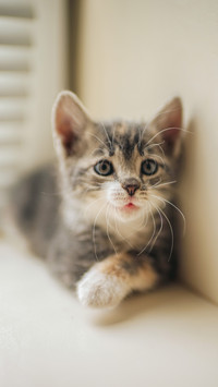 Will the cat let you touch your paws