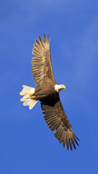 Bald eagle 02