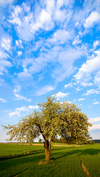 Green grass and blue sky