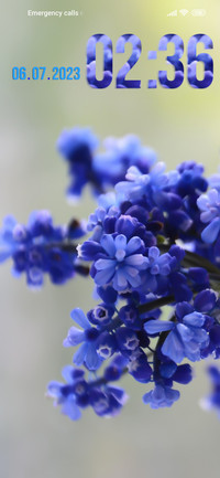 blue flower