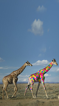 India-giraffe
