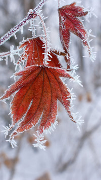 Winter scenery-04