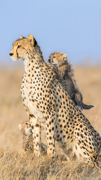 Animal World-11