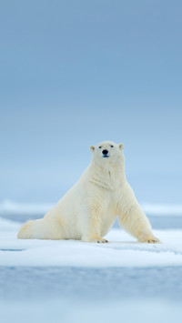 White Animal in the Nature Habitat, North Europe