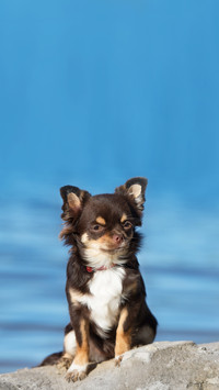 Brown chihuahua dog posing outdoors