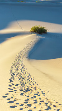 desert