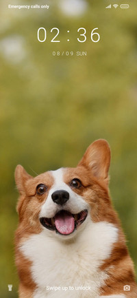 Puppy_3MDS