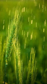 二十四节气之谷雨