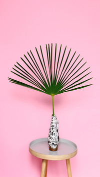 Flowers that work better than humidifiers 6