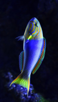 Marine Life (5)