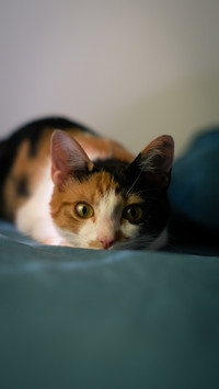 Young cat staring straight ahead