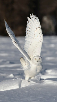 A White Owl on The Snow
