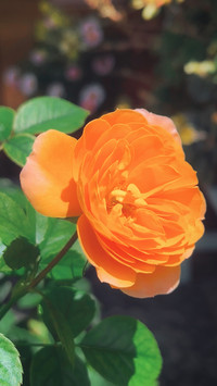 The fruit juice rose has bloomed.